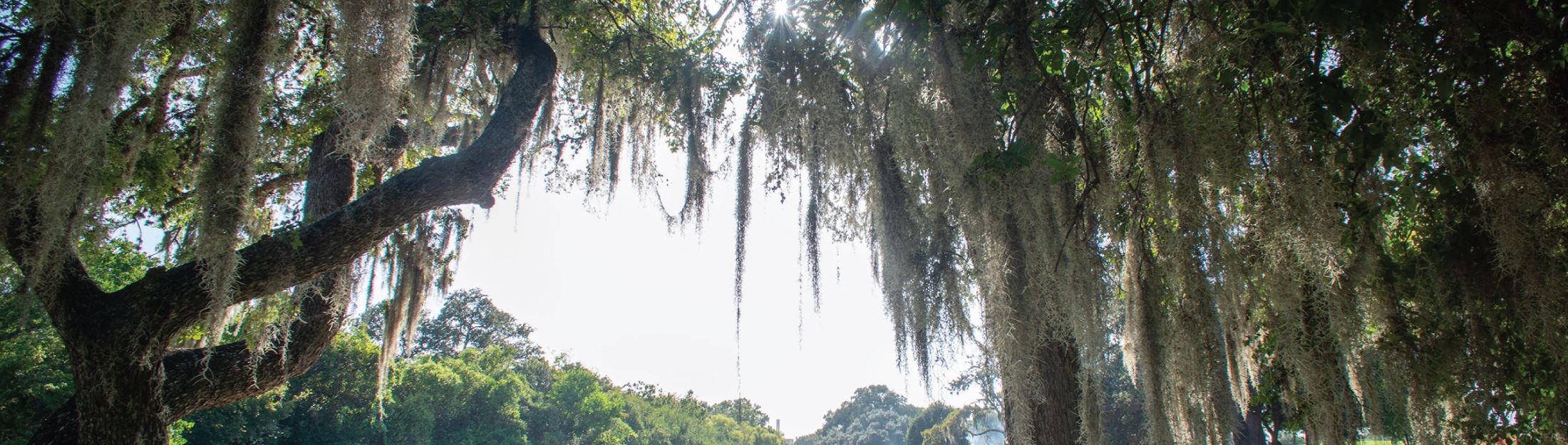 Moss hanging from tree limbs along the Guadalupe River