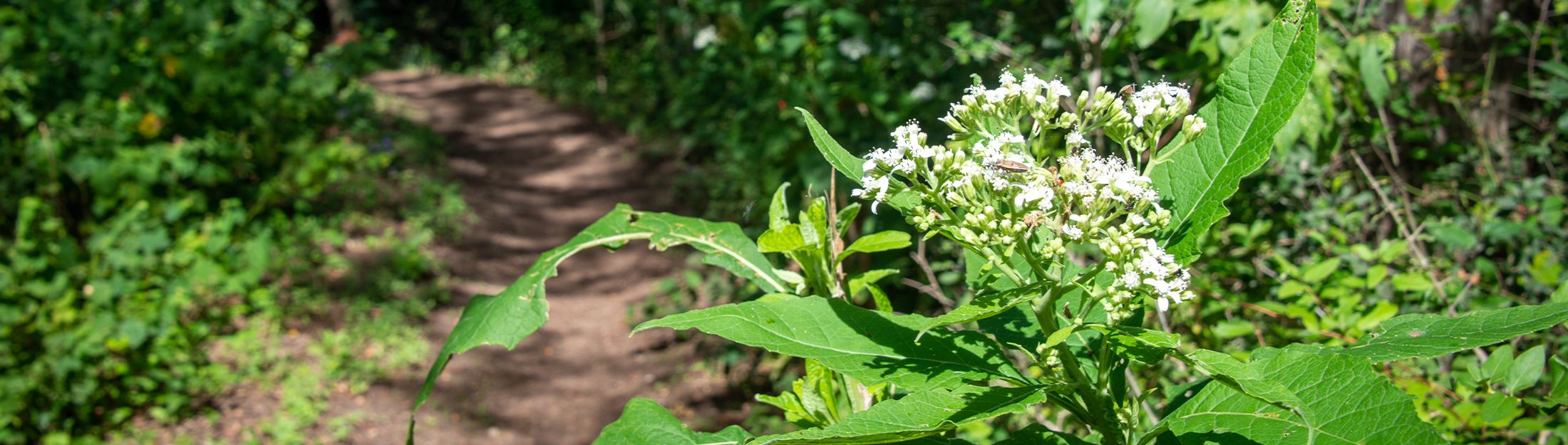 An unpaved trail path with foliage in the foreground