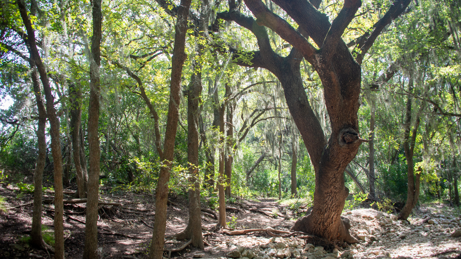 Dry Comal trail