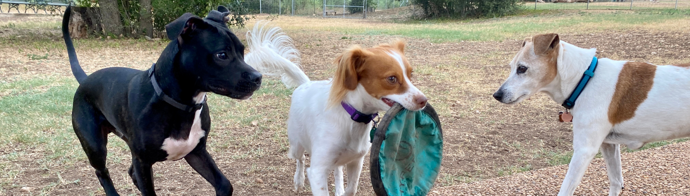 A dog holds a frisbee in his mouth at the New Braunfels Dog Park (Puppy Playland)