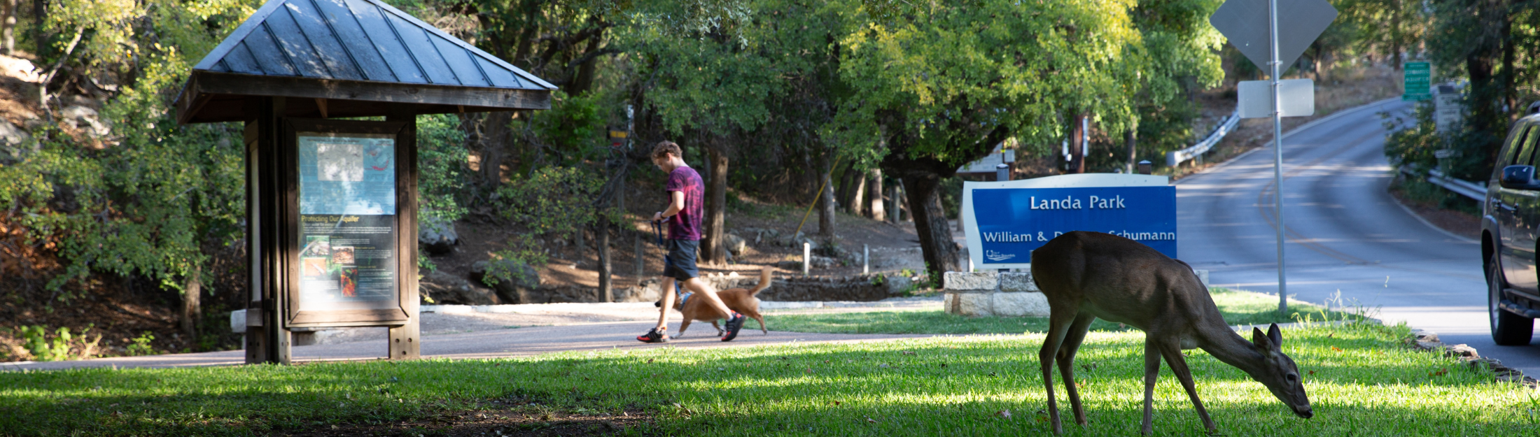 Deer eating grass in front of Panther Canyon at Landa Park