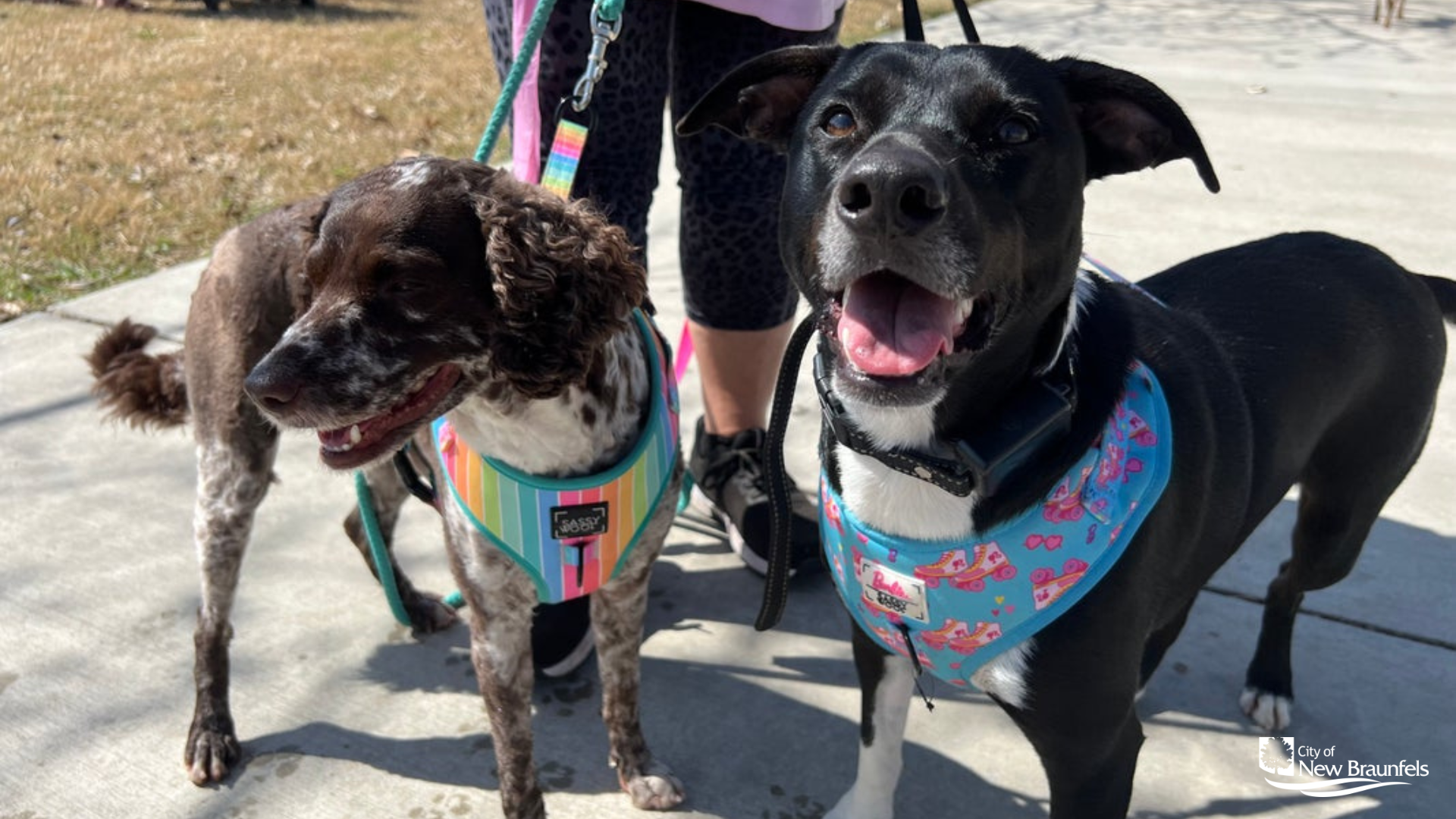 Two Black and White Dogs at the Fischer Park Dog rodeo